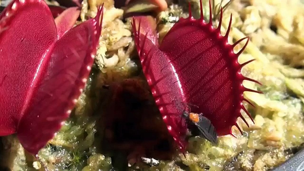bloody plants