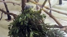 Active Koala ～ 元気なコアラ