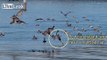 Pelicans Dive Into Water UPSIDE DOWN while Keeping Heads RIGHT-SIDE UP!