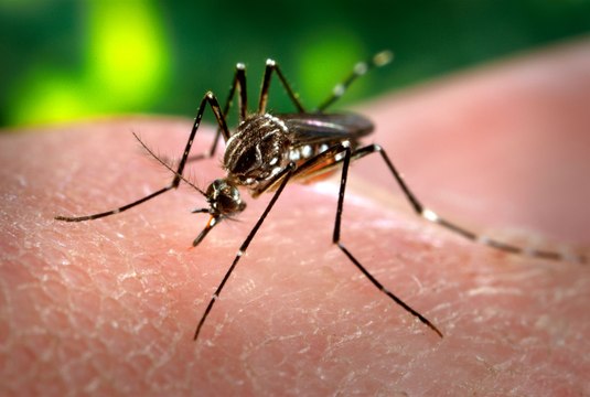 Dozen people infected as dengue spreads in Rawalpindi