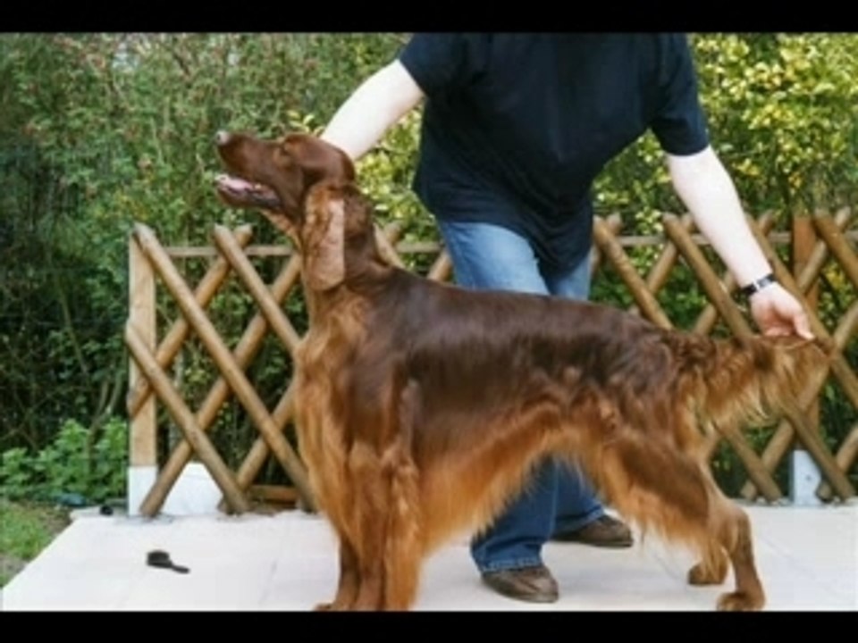 Video Tulssye