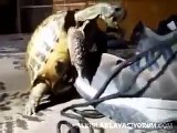 Kaplumbağanın Botla İmtihanı   Video   Alkışlarla Yaşıyorum