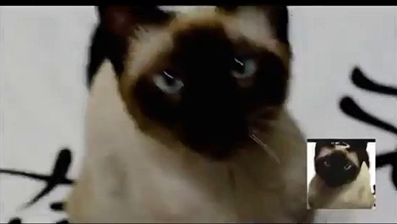 Kedi Game Of Thrones Müziğini Söylüyor