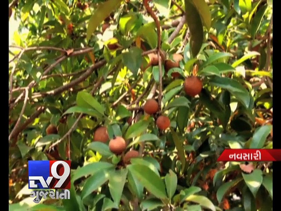 Navsari: Without rain, crop failure fear grips farmers - Tv9 Gujarati