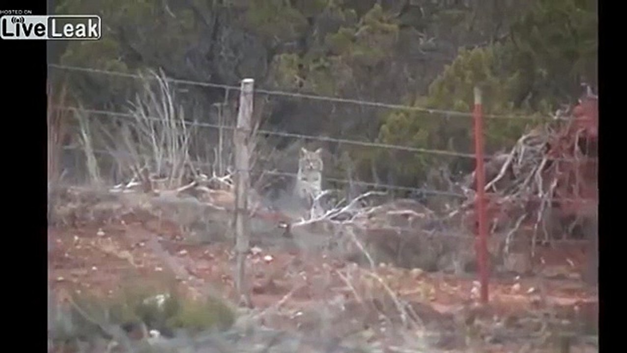 Bobcat dodges bullet