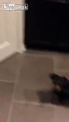 Dog Throws A Fit