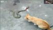 snake attack vs eagle best animals cobra attack kill vs phytoon snake