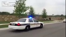 Texas police chase down escaped buffalo