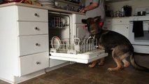 Dog helps to load the dishwasher