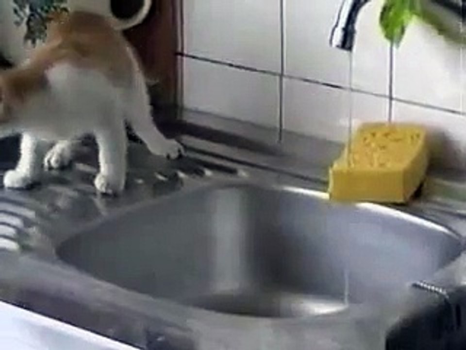Cat vs trash
