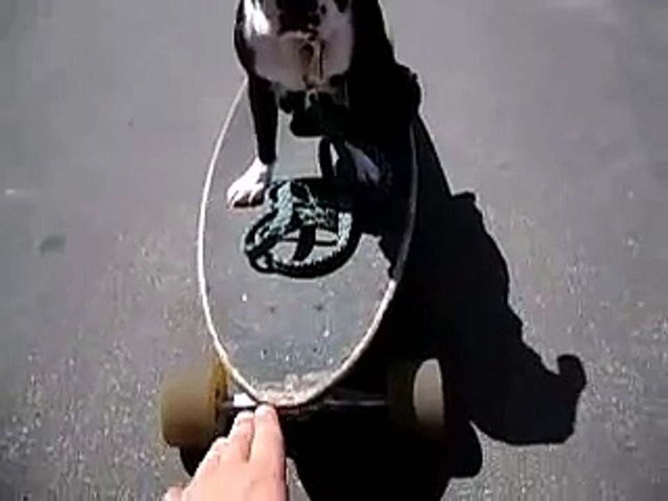 dog skate crash
