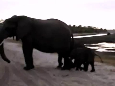 elephant sneezes