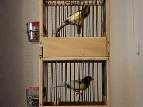 Spanish Timbrad Canary - Canario Timbrado Espanol 2007