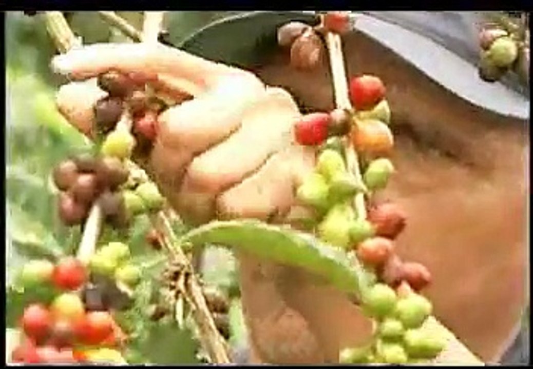 Cultivo de Café - Agrotendencia