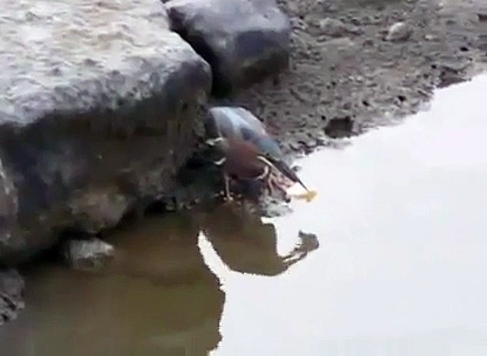 bird fisherman