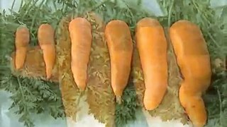 Cultivo de Zanahoria - Agrotendencia