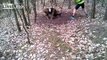 Feelgood: Trapped Mouflon (wild sheep) rescued by jogger