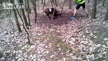 Feelgood: Trapped Mouflon (wild sheep) rescued by jogger