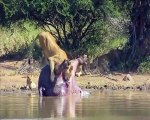 Un hippopotame mort explose et fait peur aux lions venus pour le manger
