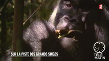 Visite guidée - Sur la piste des grands singes - 2015/09/03