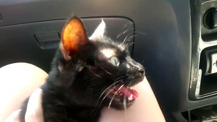 Кот вообразил себя собакой