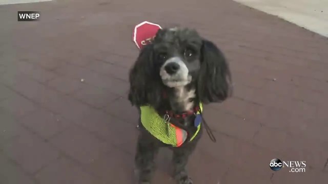 Un chien aide les enfants à traverser la route... Trop mignon