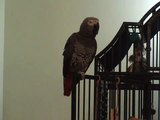 Ollie the African Grey Whistling for England
