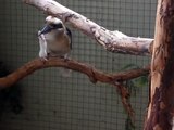 Laughing Kookaburra Feeding