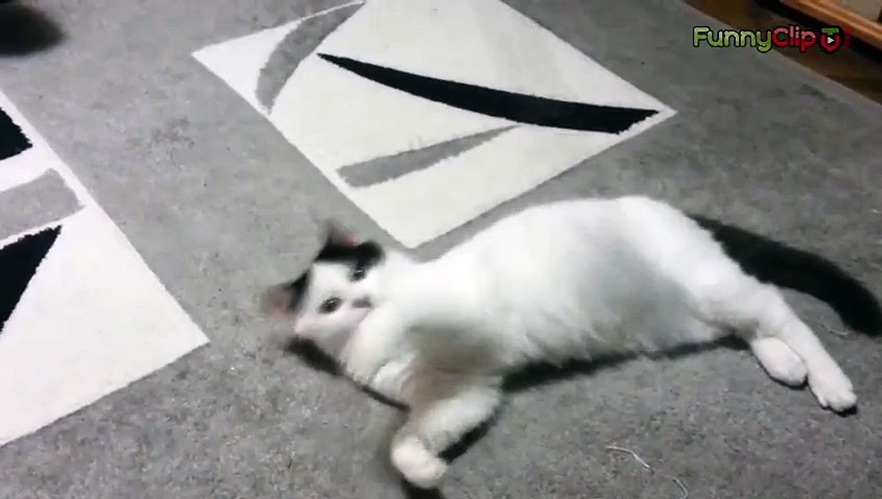 Funny, cute cat playing