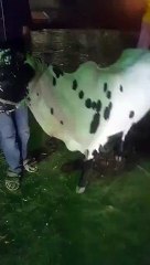 35k me sold out karachi mandi 2015