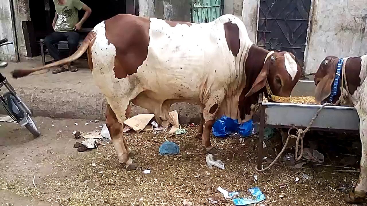 Lal Daba Bachra Bakra Eid 2015 Karachi