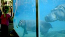 Growing baby hippo has play day in pool in San Diego Zoo