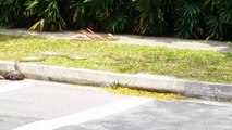 Combat entre un python et un cobra royal.... Battle de reptiles en pleine rue à Singapour