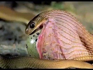How Snake eats egg