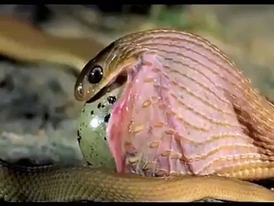 How Snake eats egg