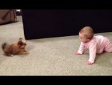BABY DOG WHISPERER! Cesar Millan has nothing on her!! Shorkie Puppy Talks to Baby