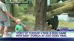 Peek-a-boo, I see you! Toddler plays with 2-year-old gorilla - FoxTV Science News