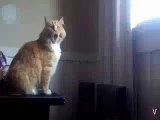 whatsapp latest funny videos cat jump failed