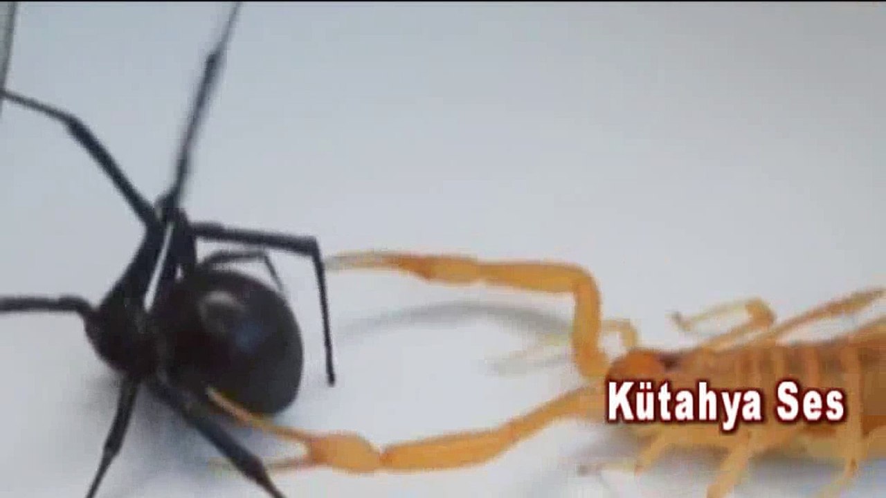 İki Böceğin Kavgası İnternette Tık Rekoru Kırıyor