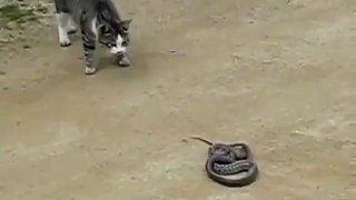 Cat ~vs~ Snake