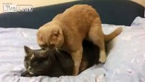 Ridiculous cats mating - Panic Attack (Loud Sound)