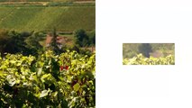 FUN MOOC : Open Wine University - Université de la vigne et du vin pour tous