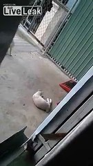 Doggy Style cats Mating