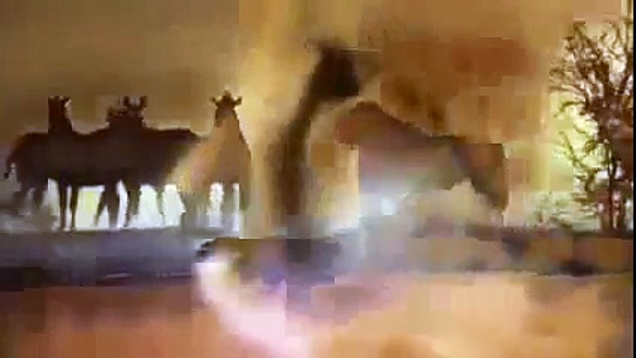 Animal Planet Channel 2015 | Wild Life Documentary | Wildlife Documentary National Geograp