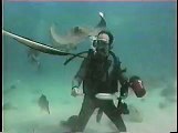 Stingray Diving at Grand Cayman 1998