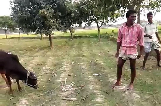 Dangerous Beautiful-Cow-Qurbani Eid-ul-azha-2015