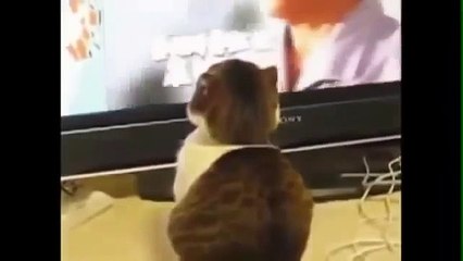 [웃긴동영상]웃긴 고양이