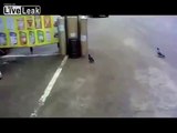 Cat playing and catches a bird