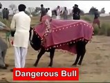 Dangerous-Bull-Cow-Qurbani-Cow-Mandi