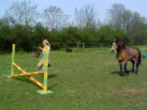 bobtail du saut saute en liberté